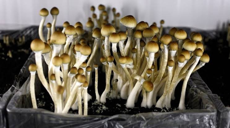 Is It Illegal to Grow Mushrooms in the United States