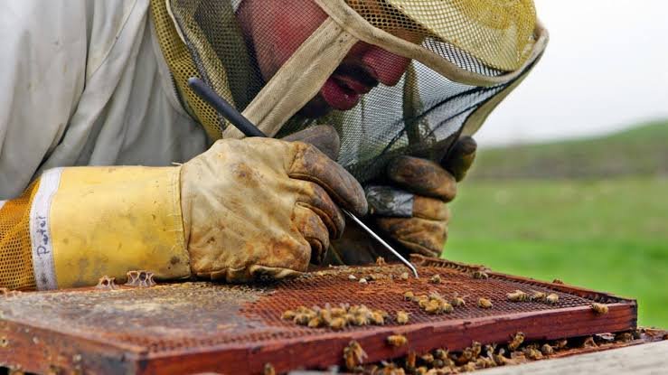 Is It Illegal to Kill Honey Bees in the United States