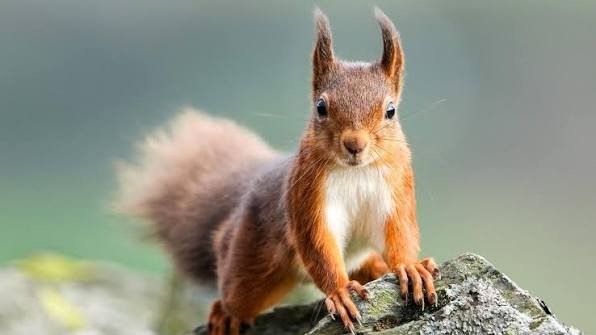 Is It Illegal to Kill Squirrels in the United States