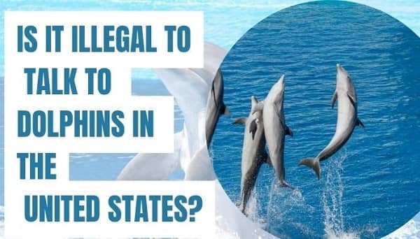 Is It Illegal to Talk to Dolphins in the United States?