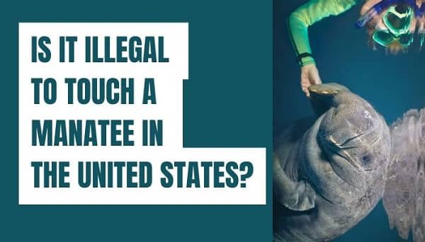 Is It Illegal to Touch a Manatee in the United States?