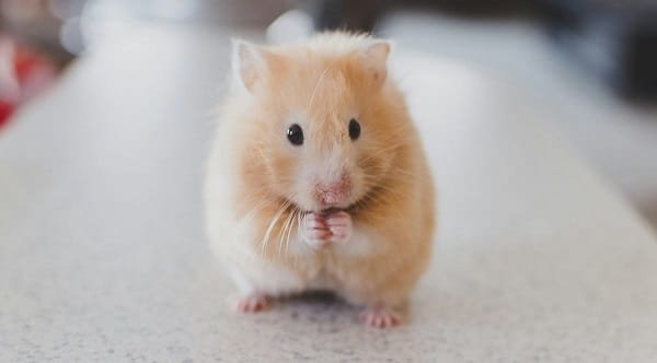 Own a Hamster in Hawaii