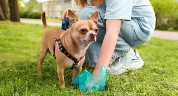 Pick Up Dog Poop