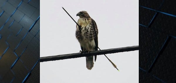 Shoot a Hawk
