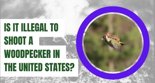 Shoot a Woodpecker